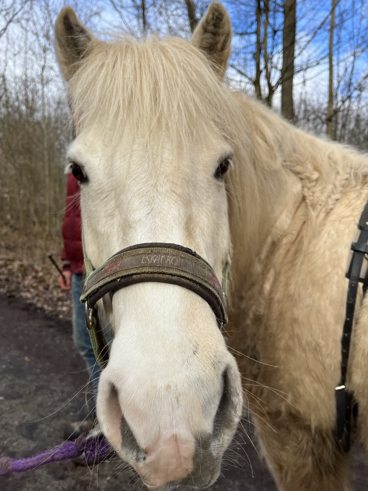 Die  Klassen 1 und 2 bei den Islandponys in Donnbronn